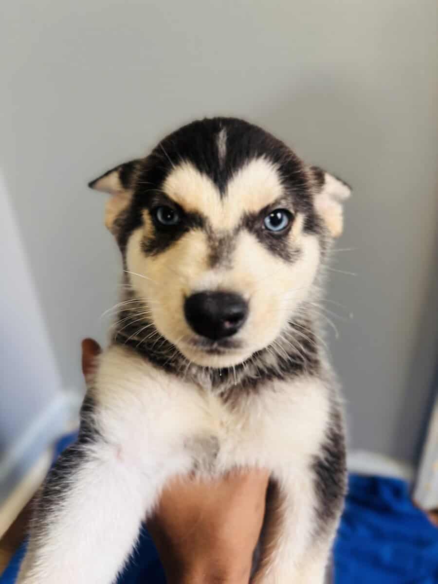 Puppies for sale image 1