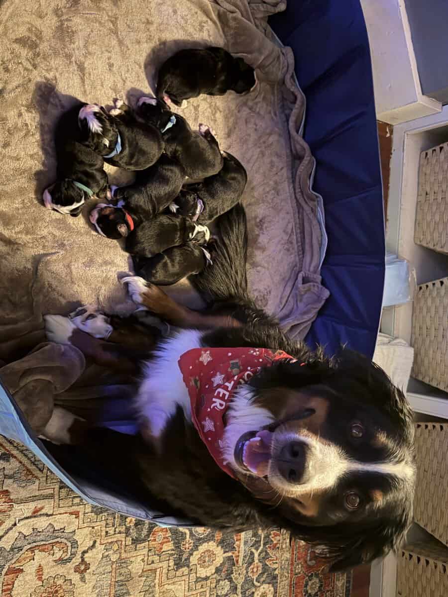 Bernese Mountain Dog puppies image 4