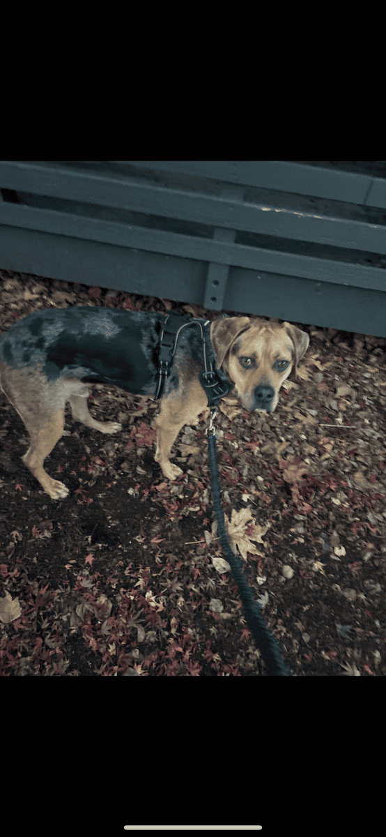 Maui is looking for a home! image 3