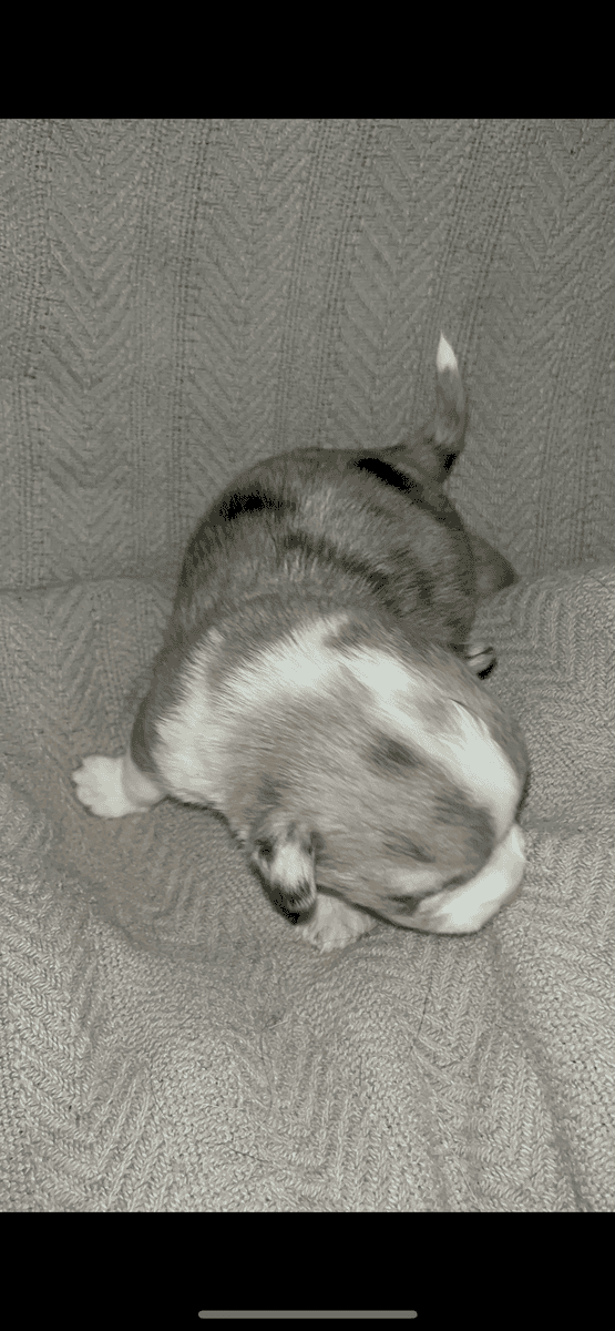 Beautiful Merle corgis and tri corgis for sale image 6
