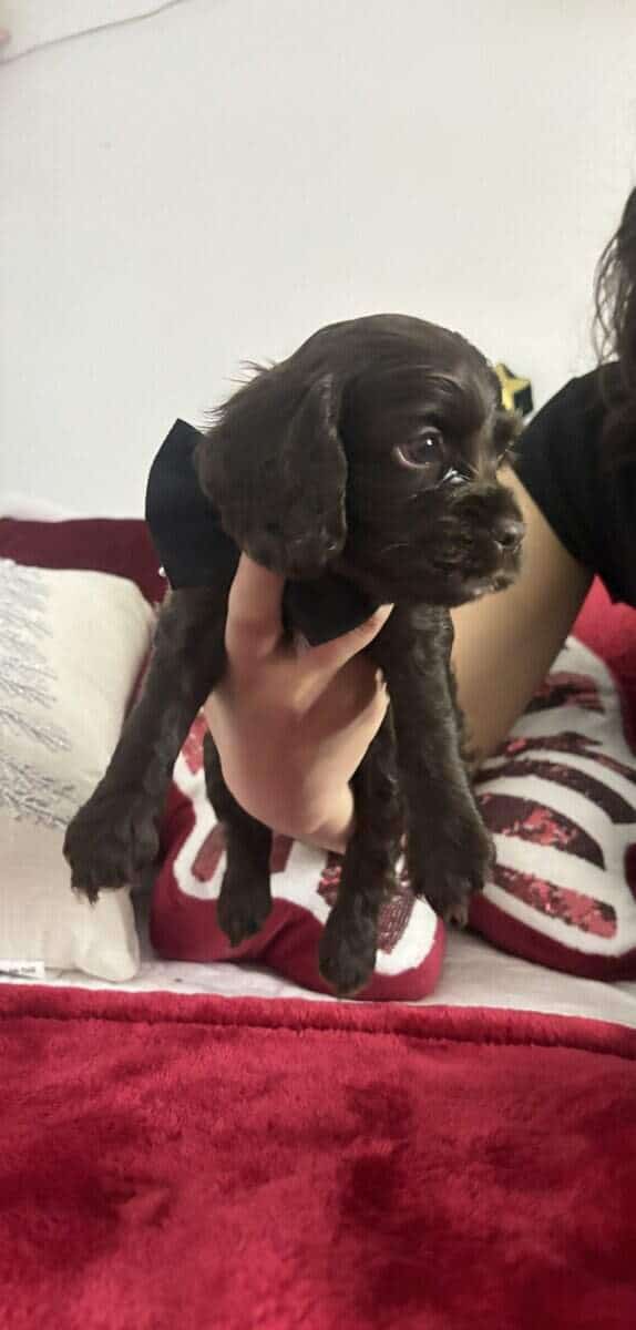 Three chocolate cocker spaniels (male) for sale image 4