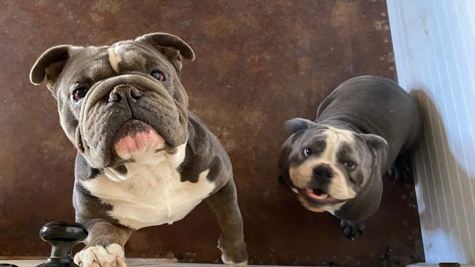 Old English Bulldog image 10