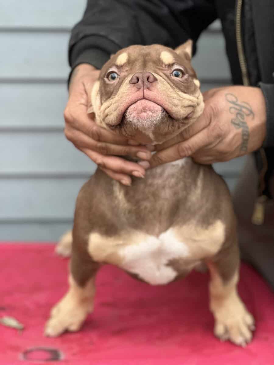 5 month pocket female image 7