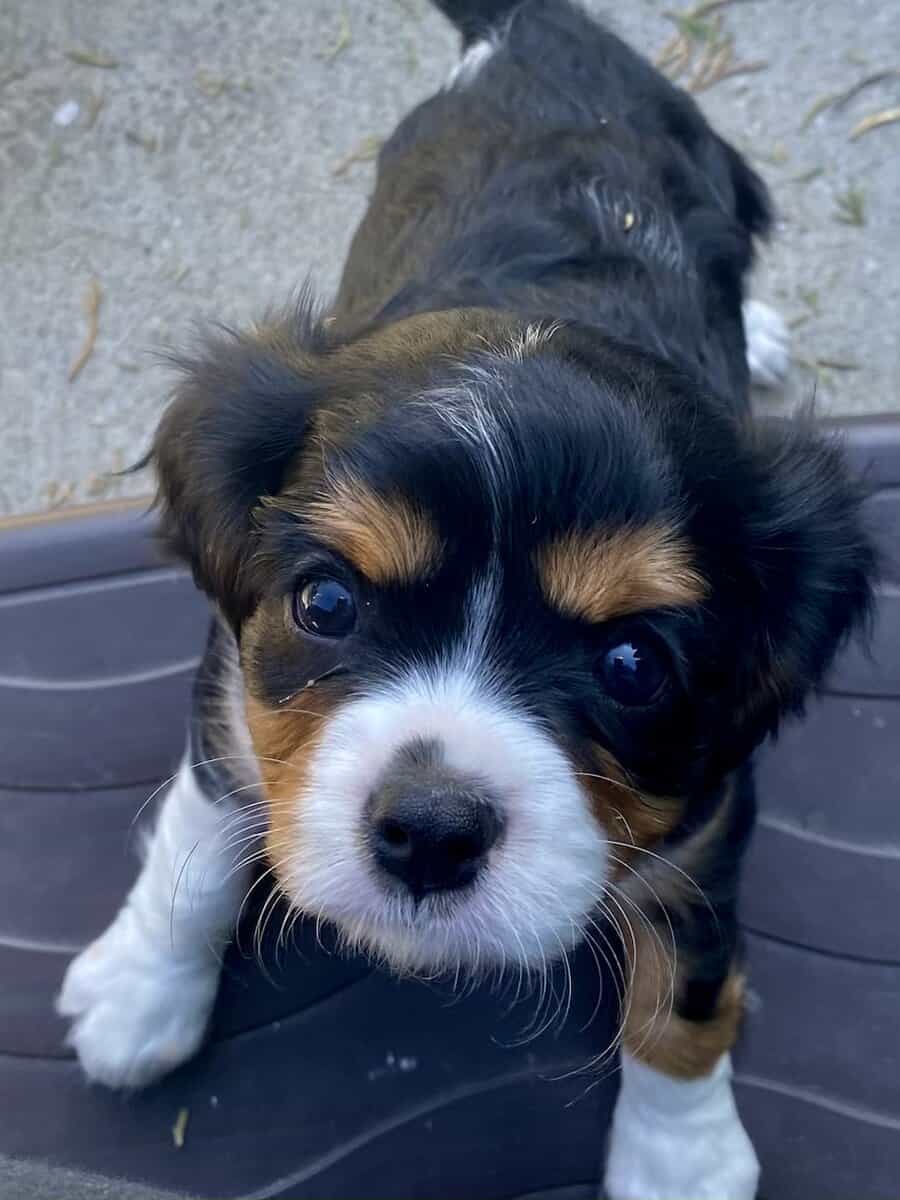 Cavalier puppies image 4