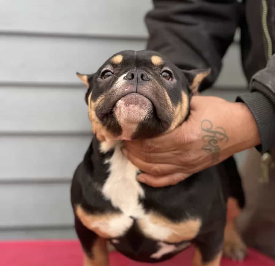 5 month old black tri pocket female image 1
