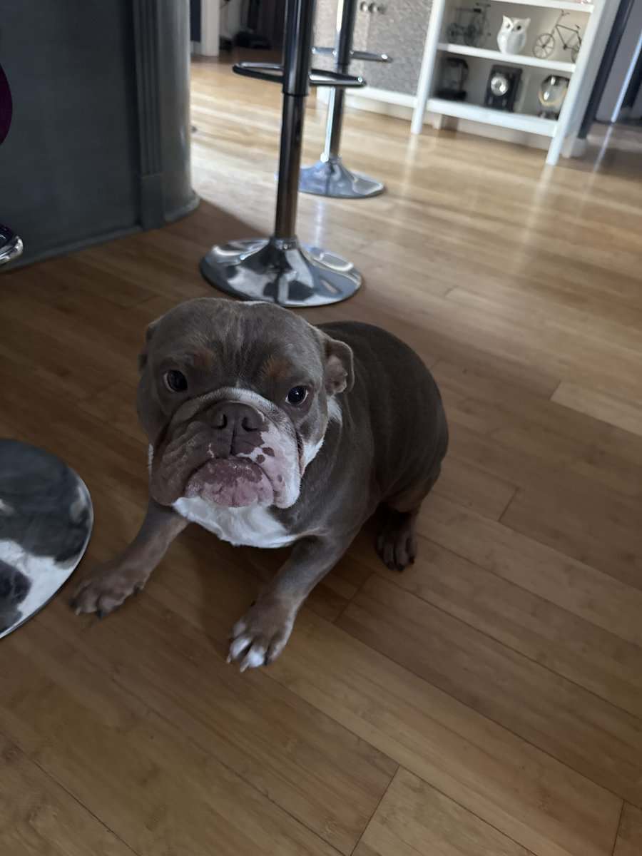 English Bulldog - Female - 2.5 yrs Old image 2