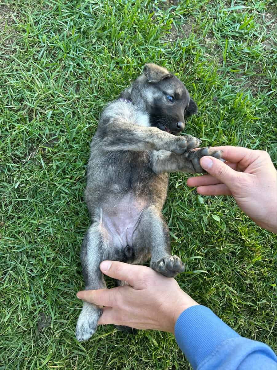Anatolian and German Shepherd 50-50 mix image 9