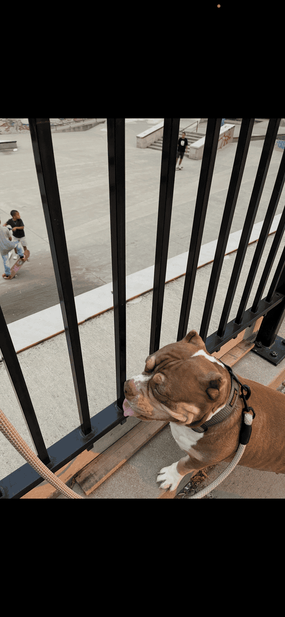 American Bully Female Rehome image 3