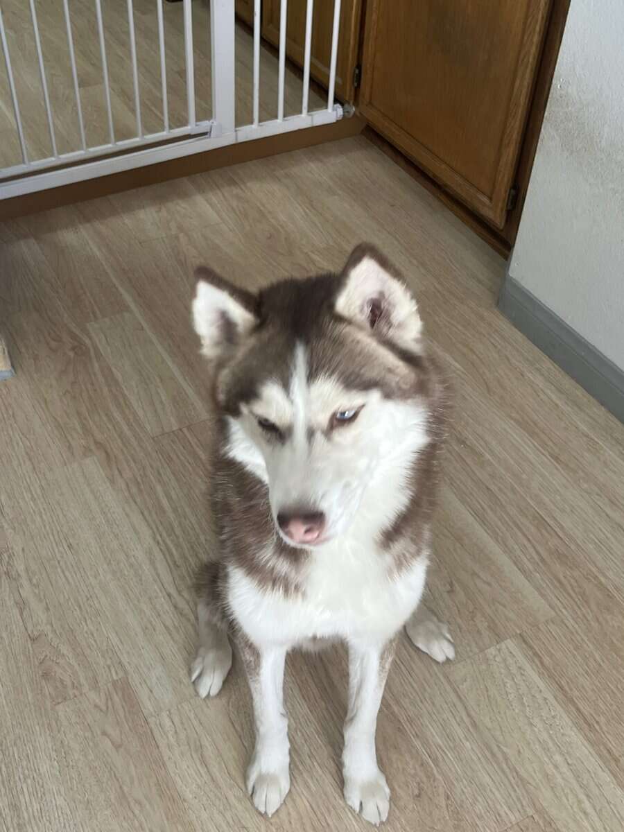 Siberian Husky image 3