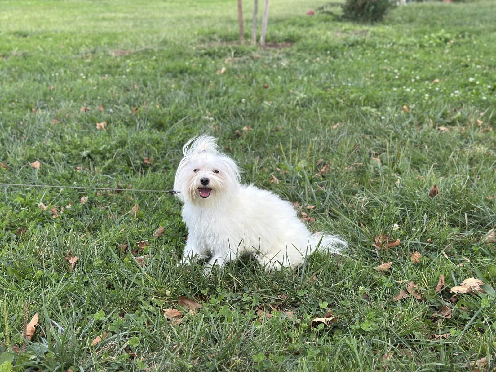 Playful and cuddly 12-month-old male Maltese image 2