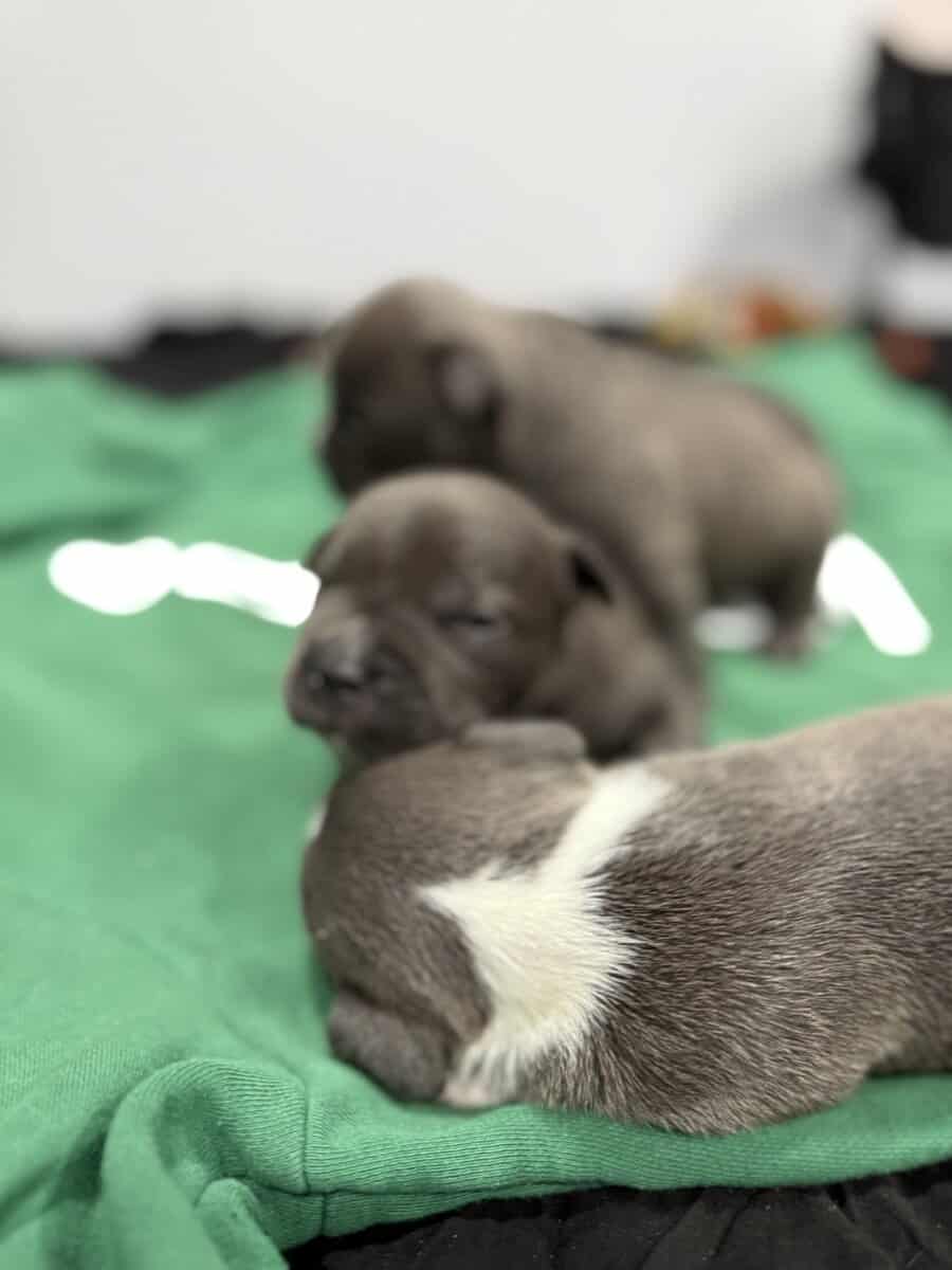 American Bully Puppies For Sale image 6