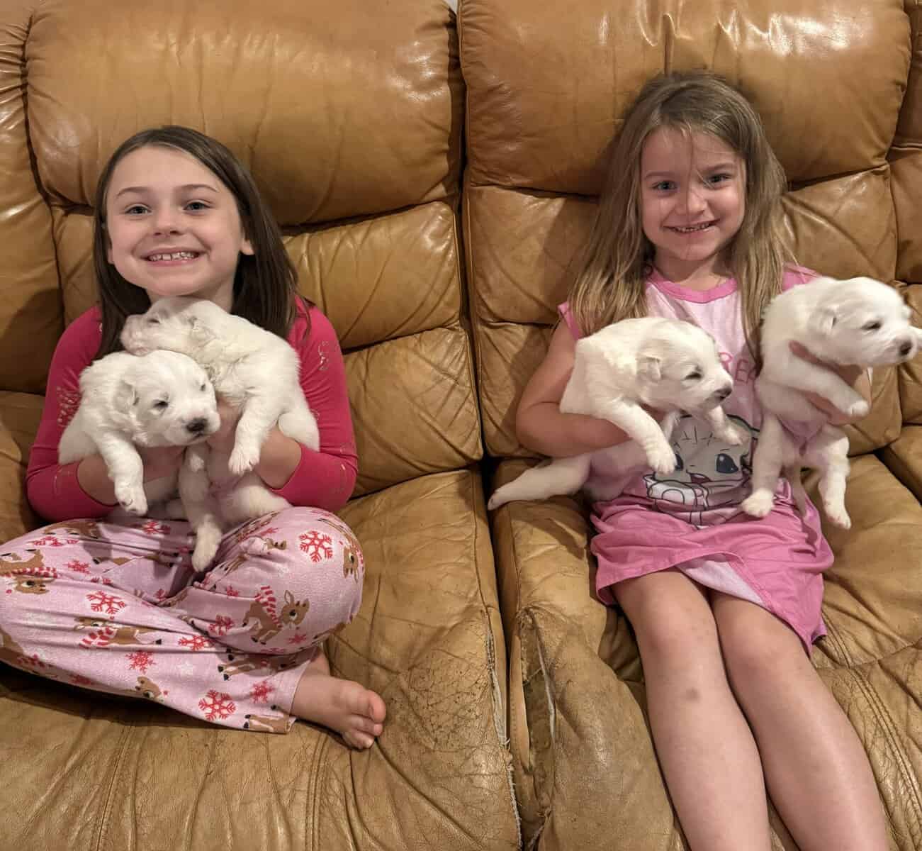Beautiful Great Pyrenees Puppies for sale image 1