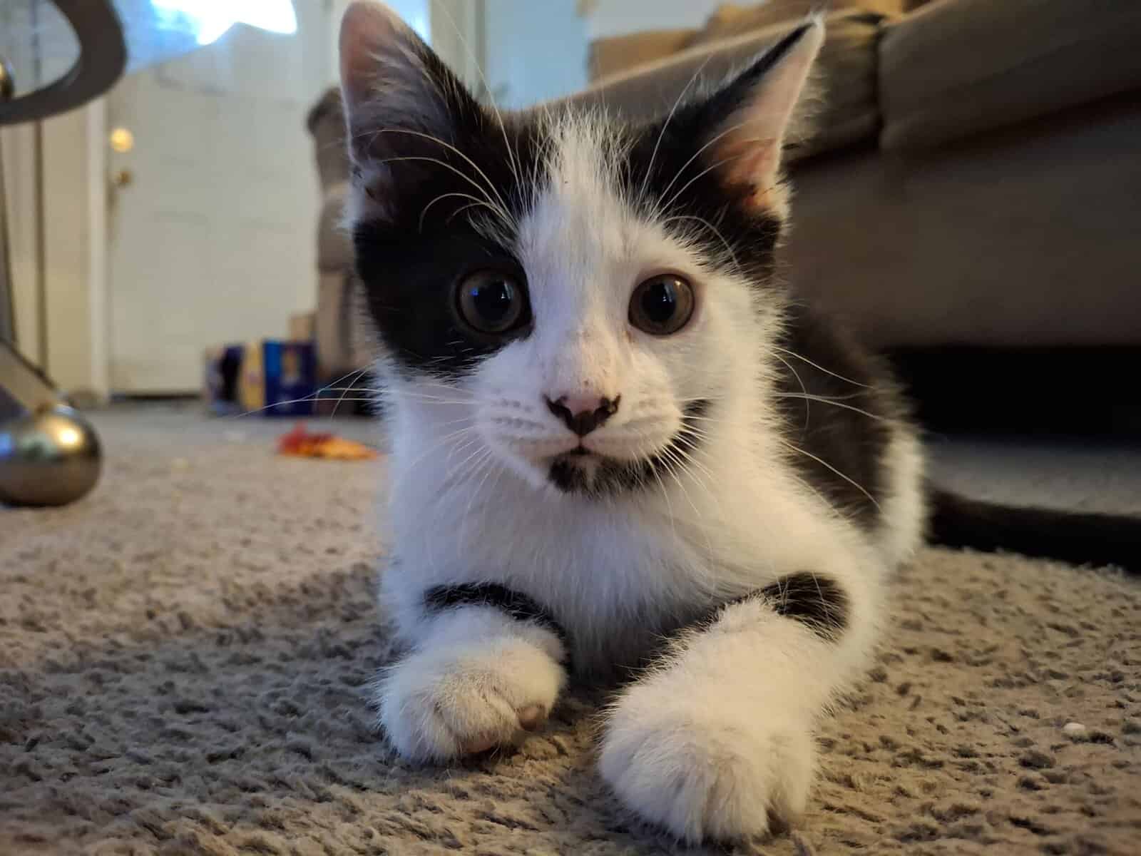 Beautiful Kittens image 6