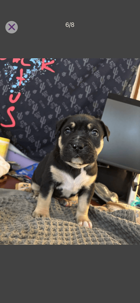 Rehoming xl American bully’s 7 weeks old image 3