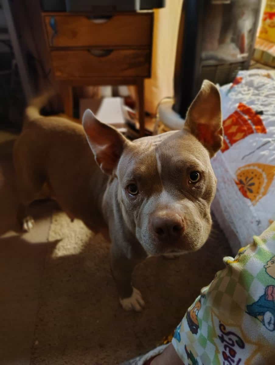 Christmas Pups image 22