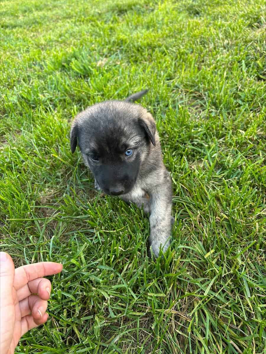 Anatolian and German Shepherd 50-50 mix image 18