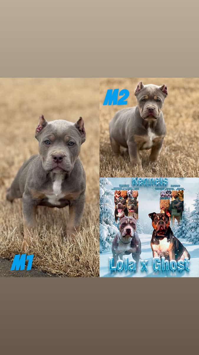 American Bully Puppies image 1