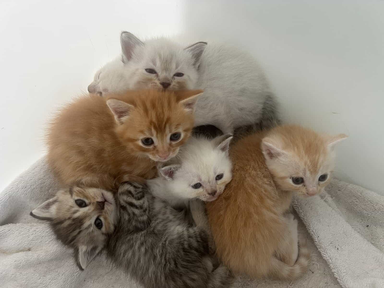 Scottish Fold and Straight Kittens image 2