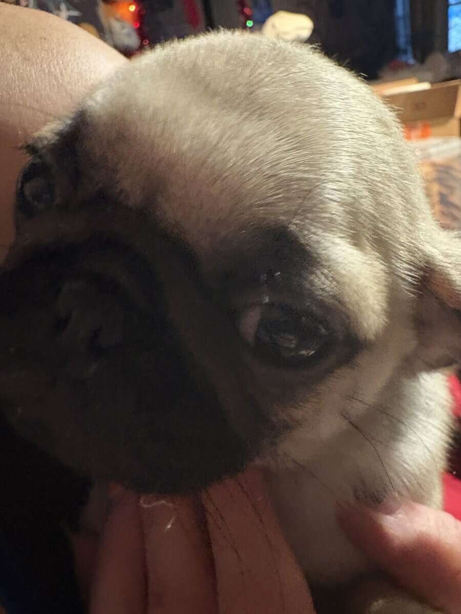 Christmas Pugs image 3