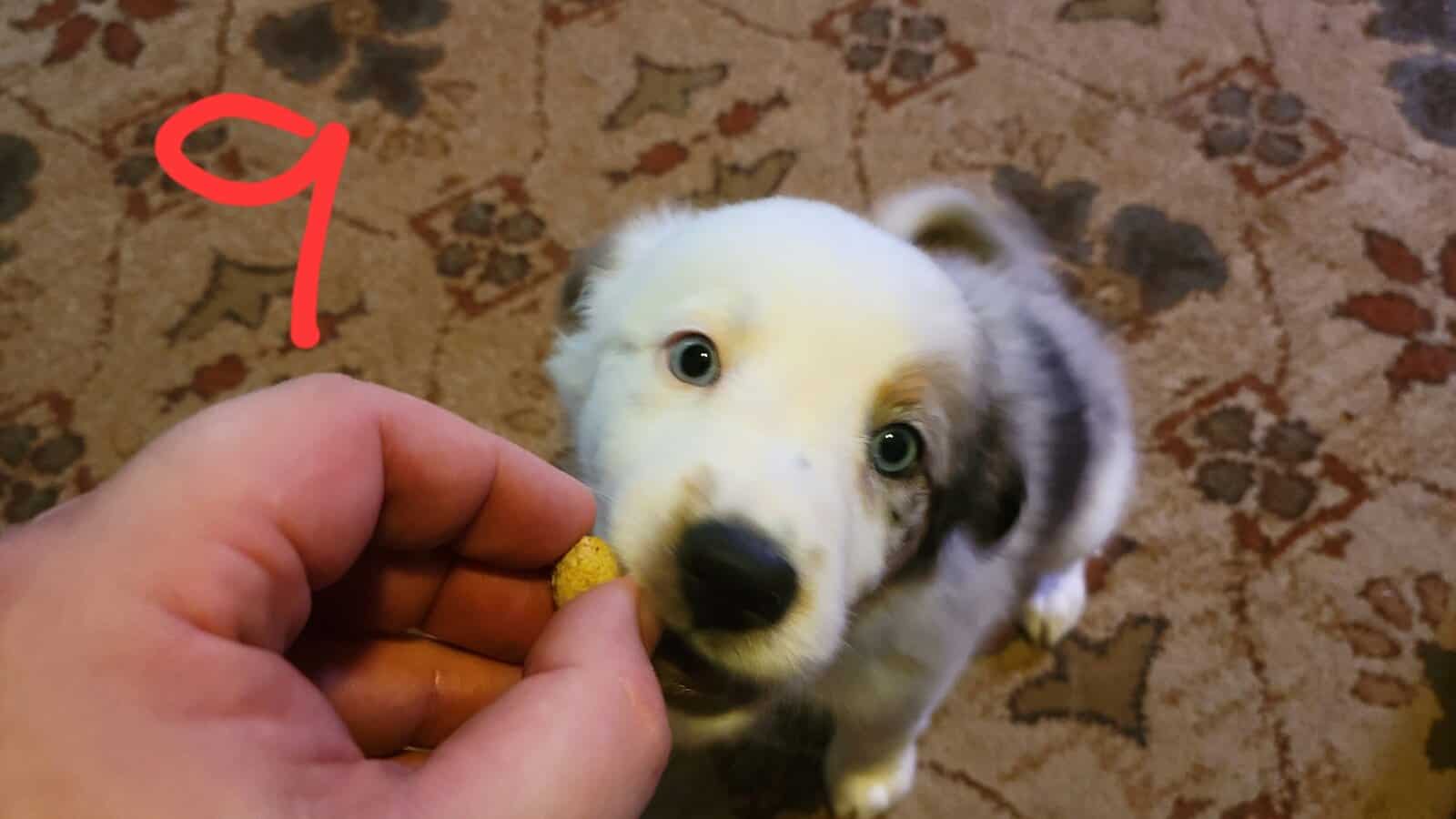 Australian Shepherd / Border Collie image 7