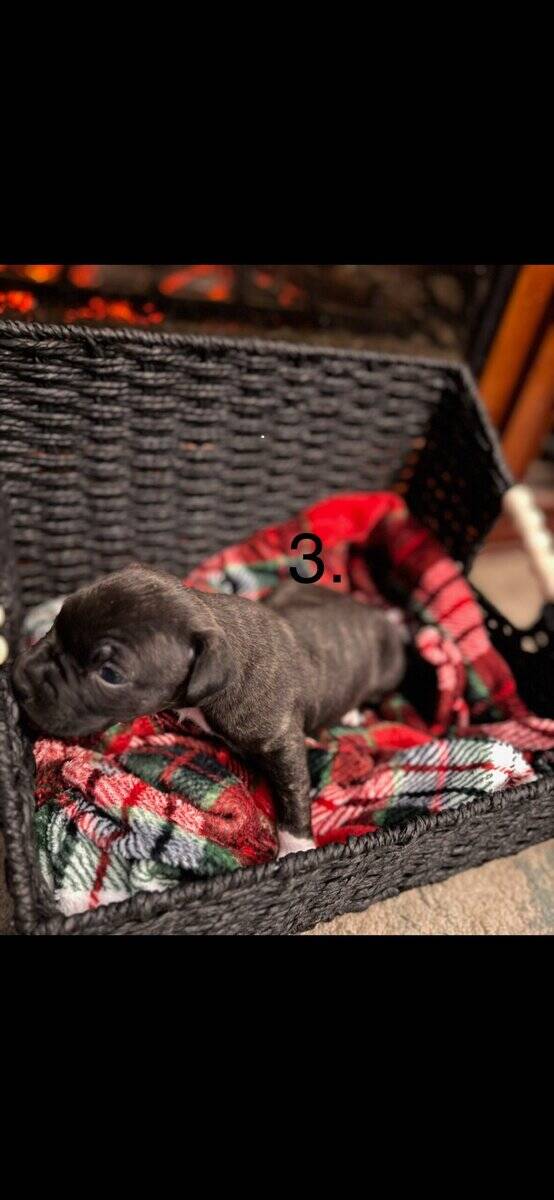American pitbull terrier puppies for sale image 3