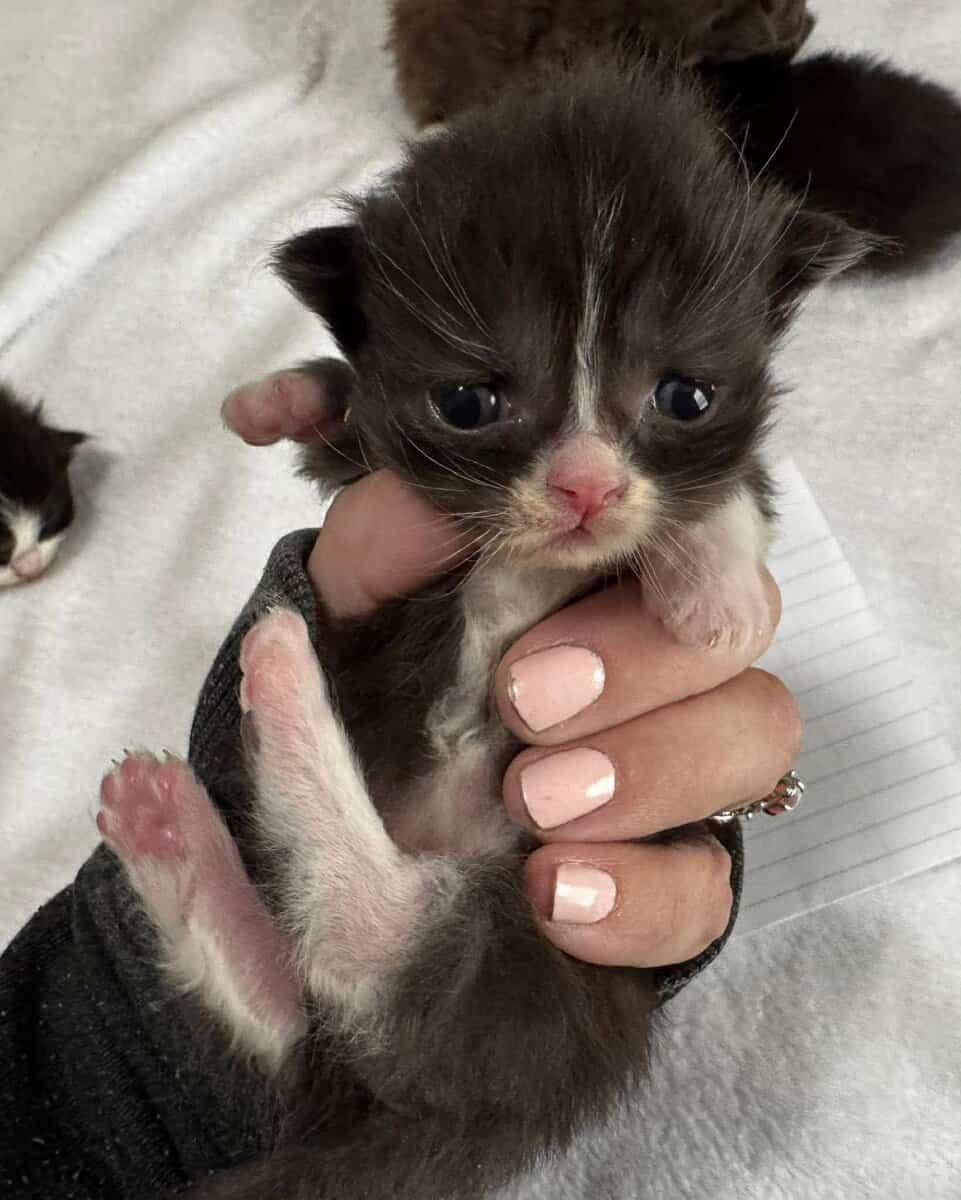 Tuxedo male standard Munchkin image 6