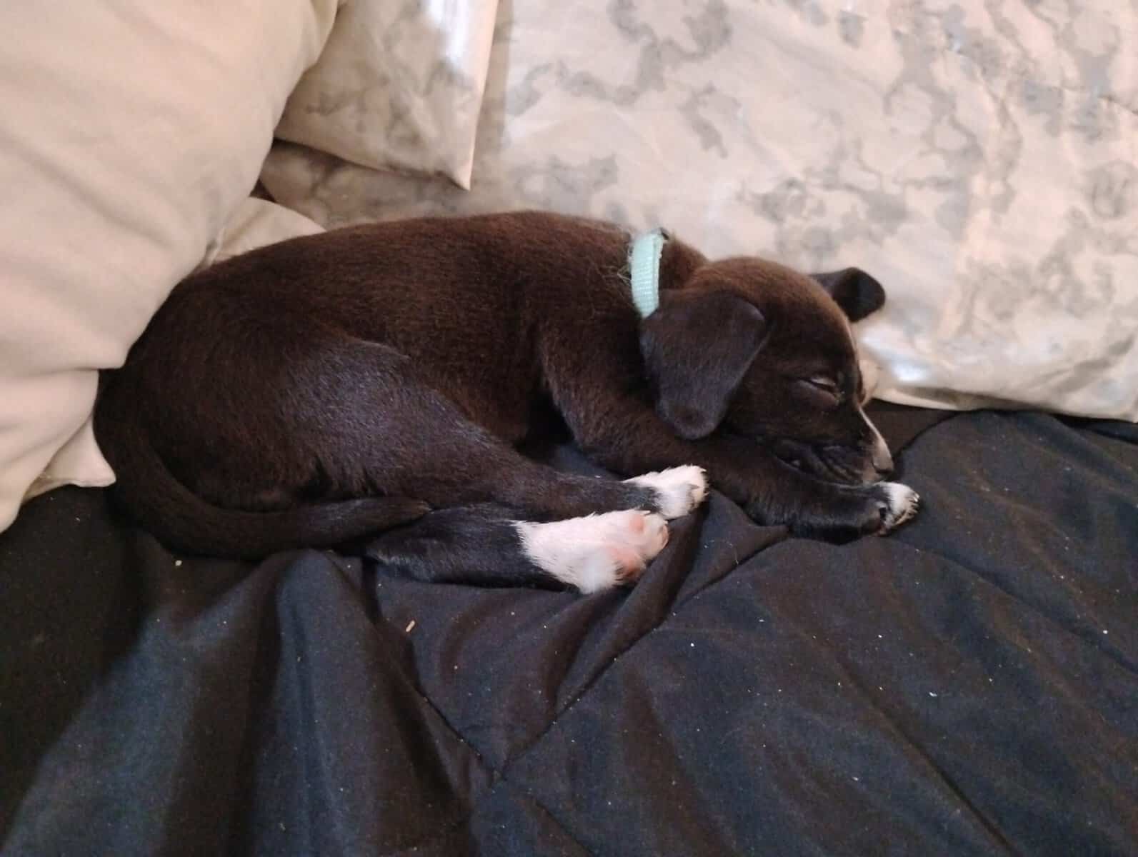 Puppy for good home image 2