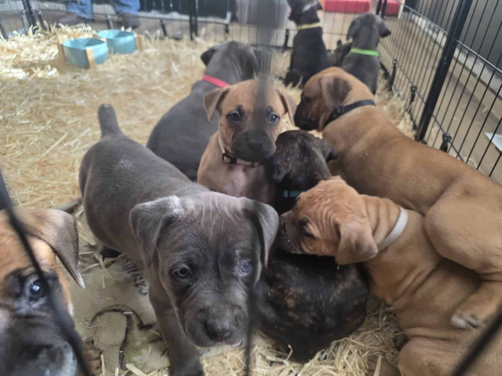 Cane Corso/American Pitbull image 4