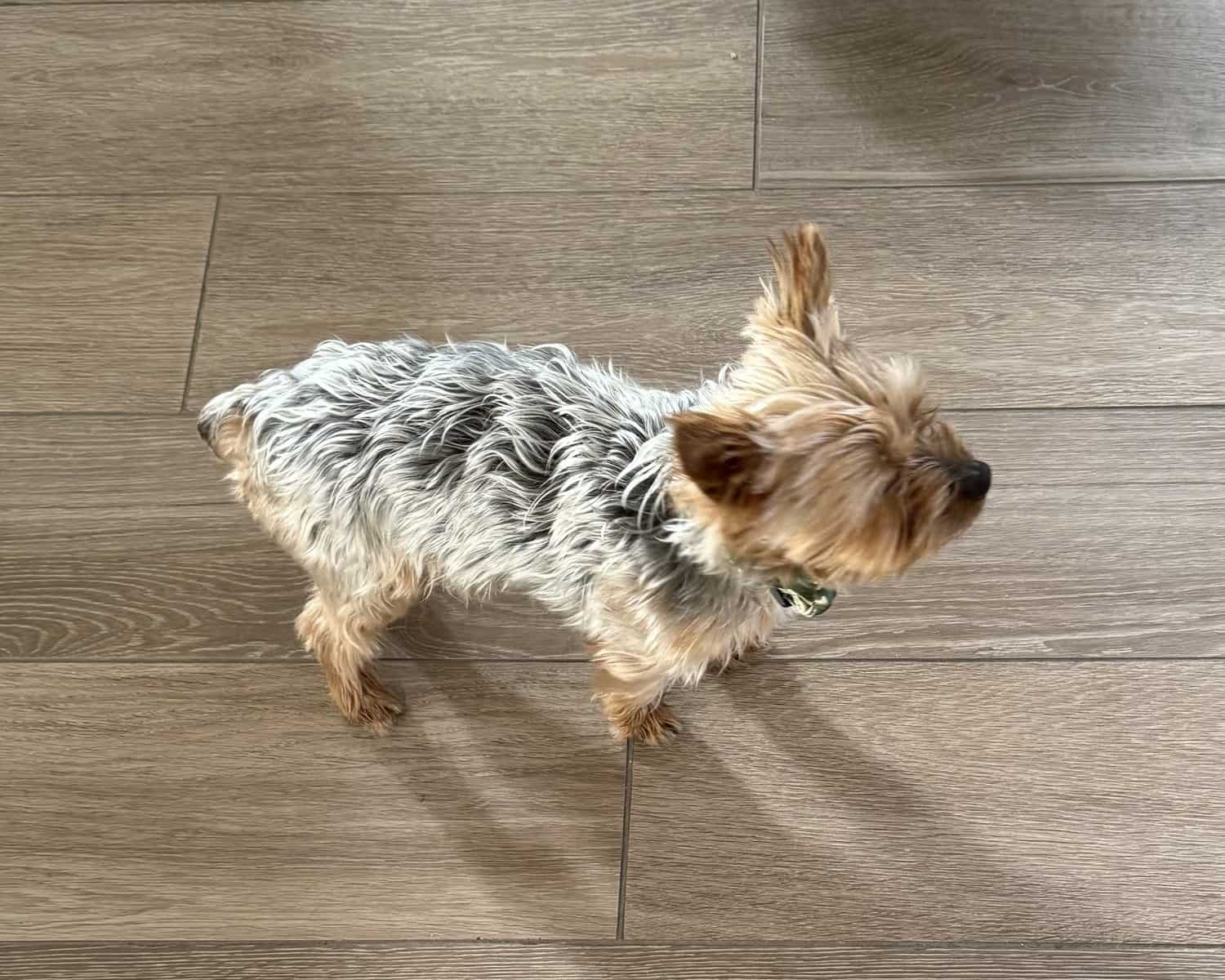 Lovable Yorky for sale image 8