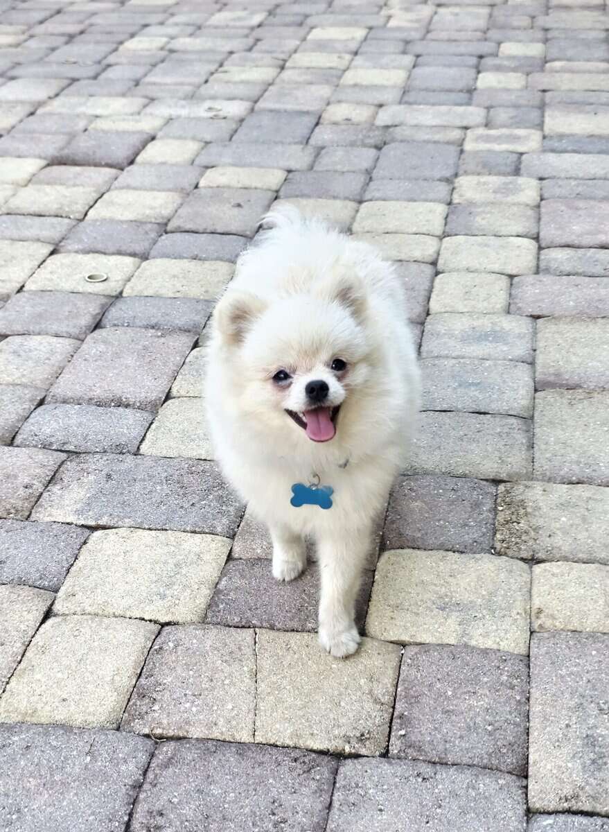 Purebred pomeranian male image 6