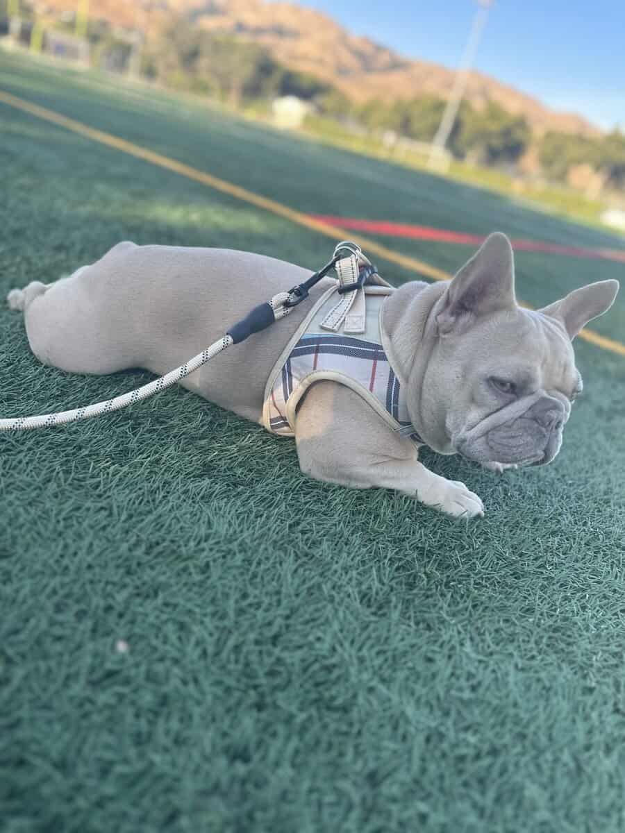 French Bulldog image 3