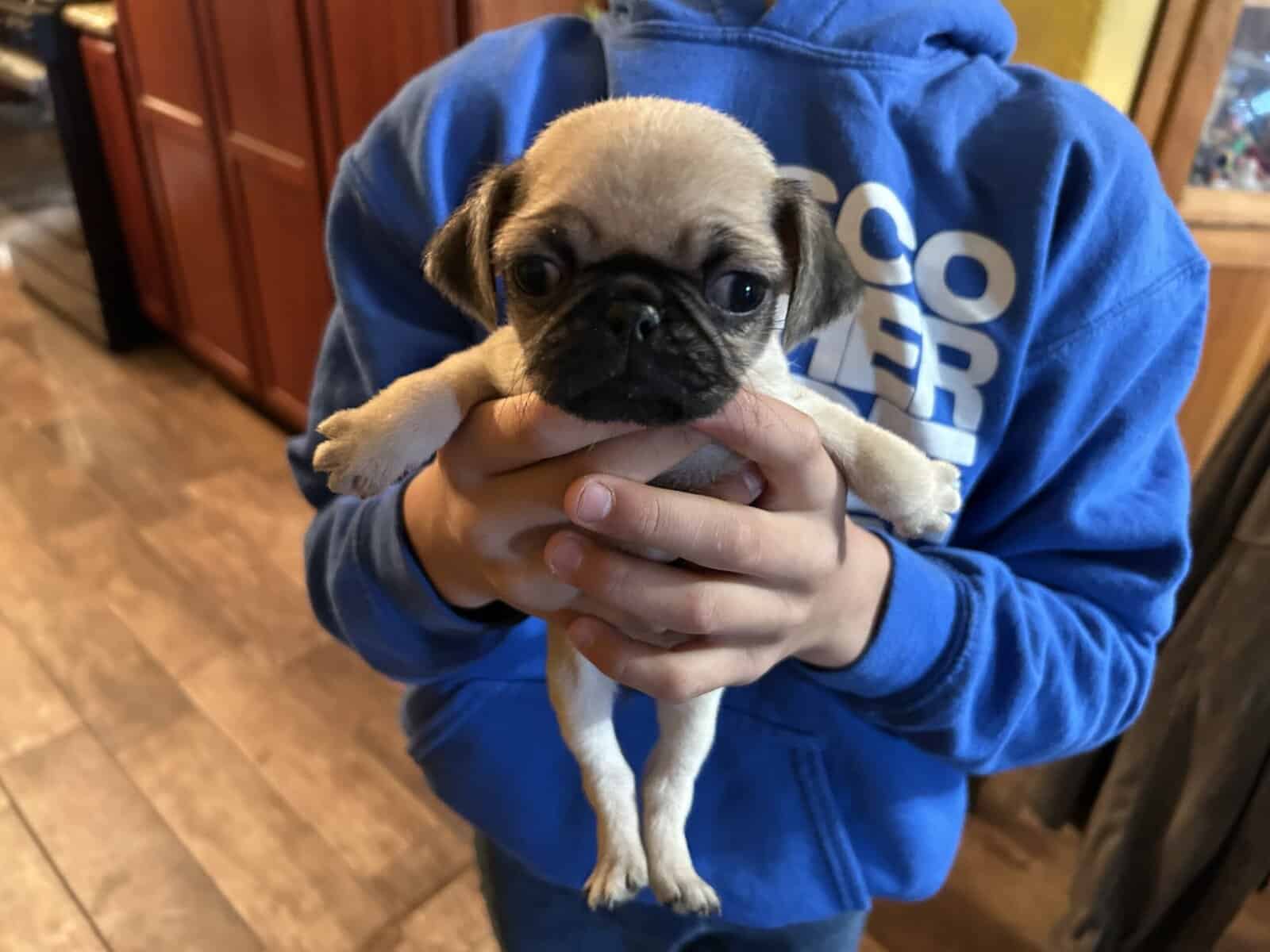 Puggies image 9