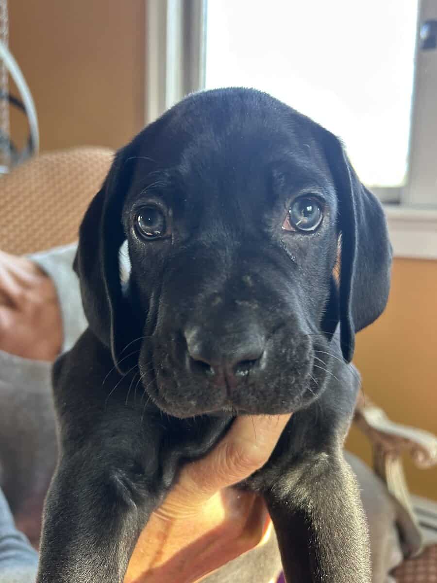 Boweimer pups image 1