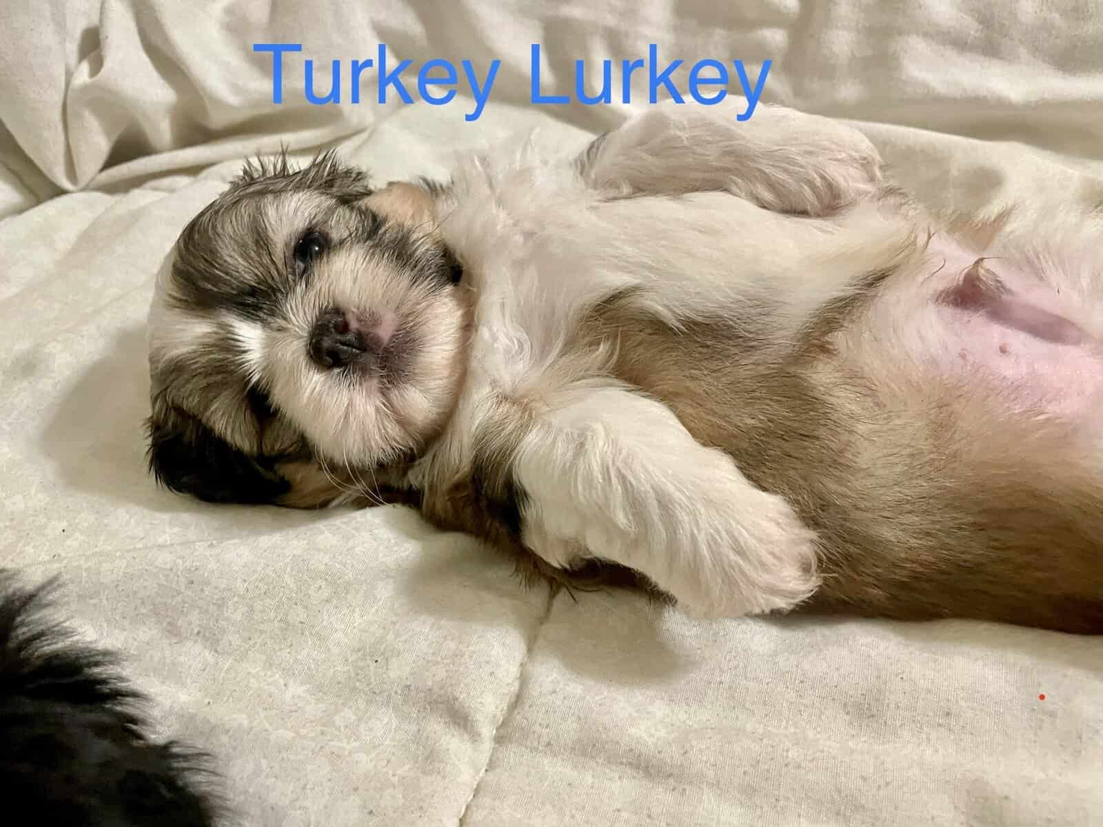 Shih Tzu Pups image 15