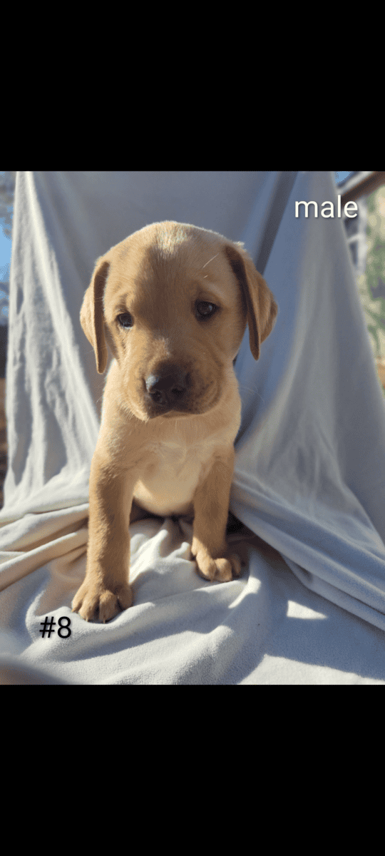 Golden Retriever and Chocolate lab pups image 1