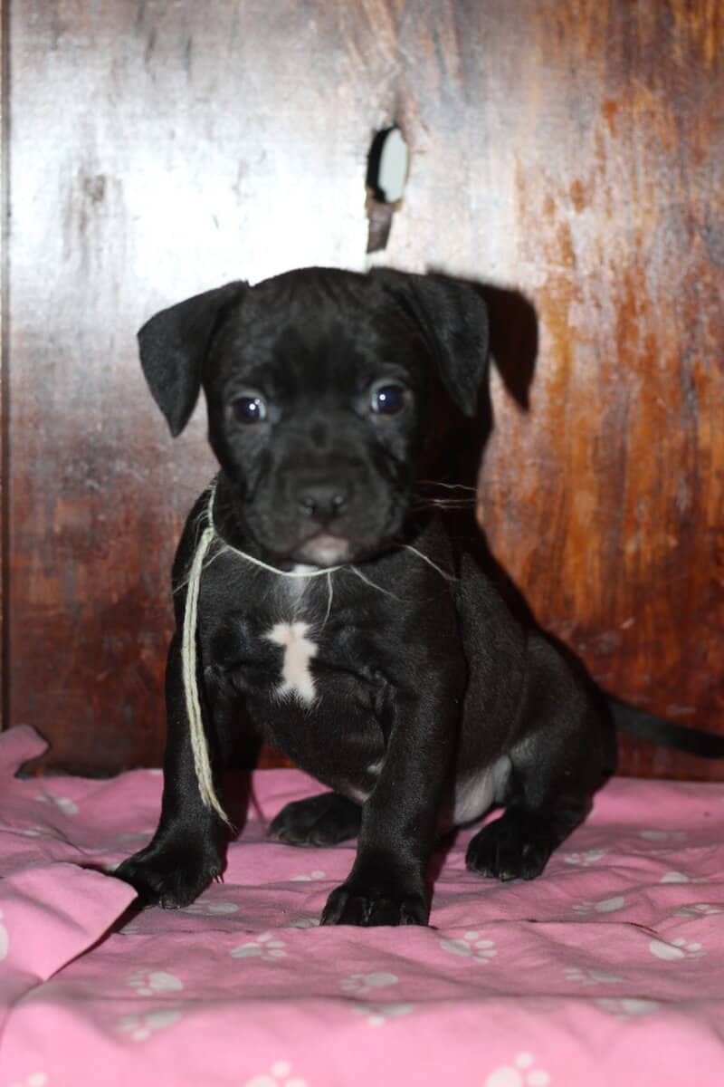 LAB PIT/BULLY MIX PUPPIES image 7