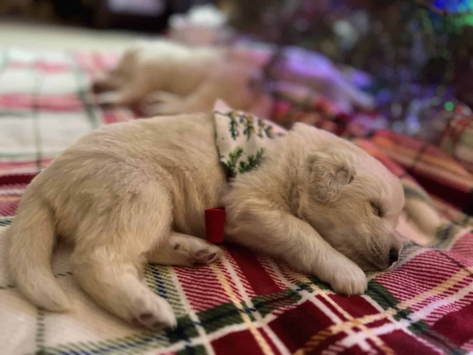 5 Farm Pups image 11