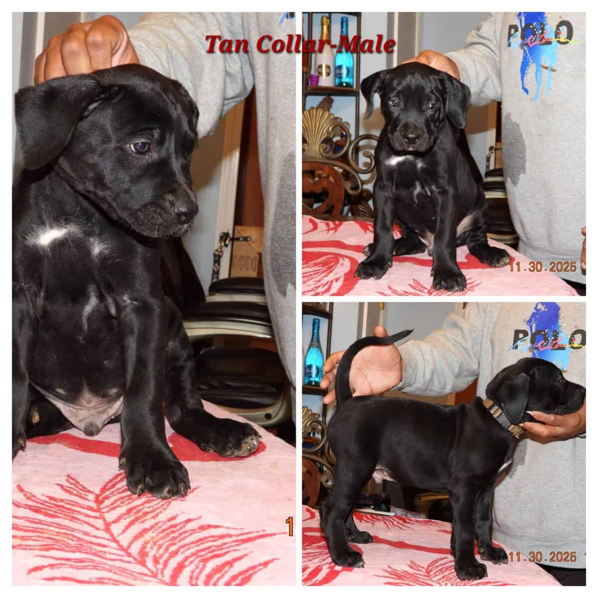 5 Presa Canario Puppies image 1