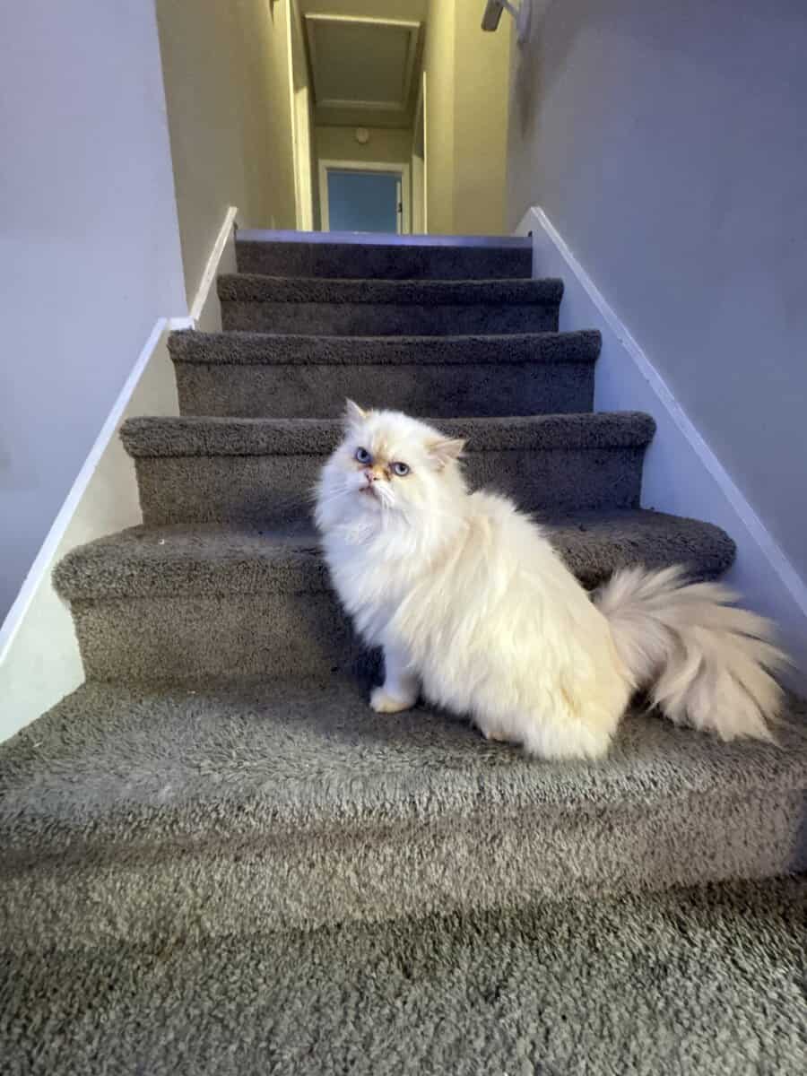 White male Persian image 5