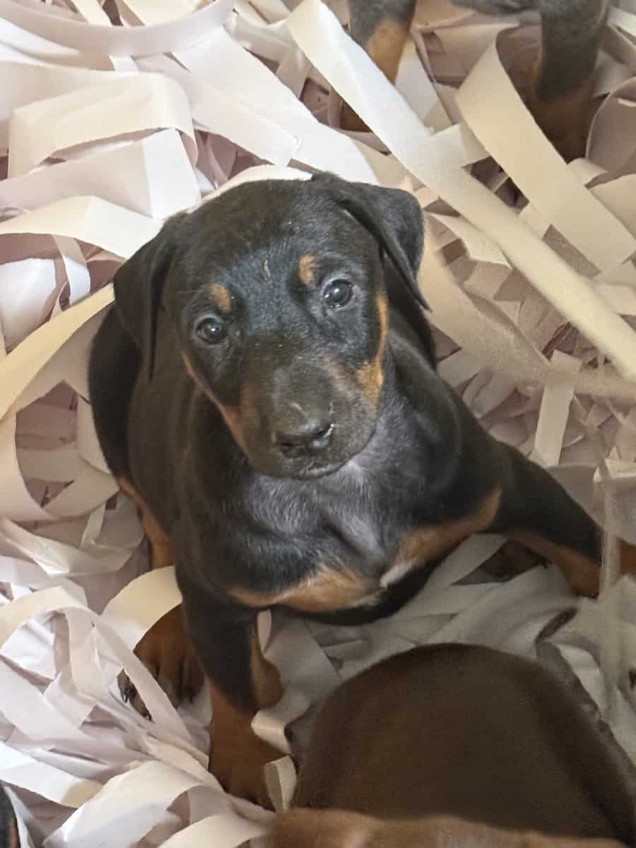 Doberman puppies image 2