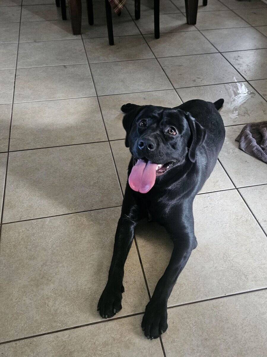 Male 2 year old black labrador retriever image 2