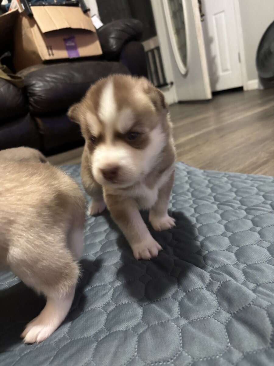 Alusky Puppies image 9