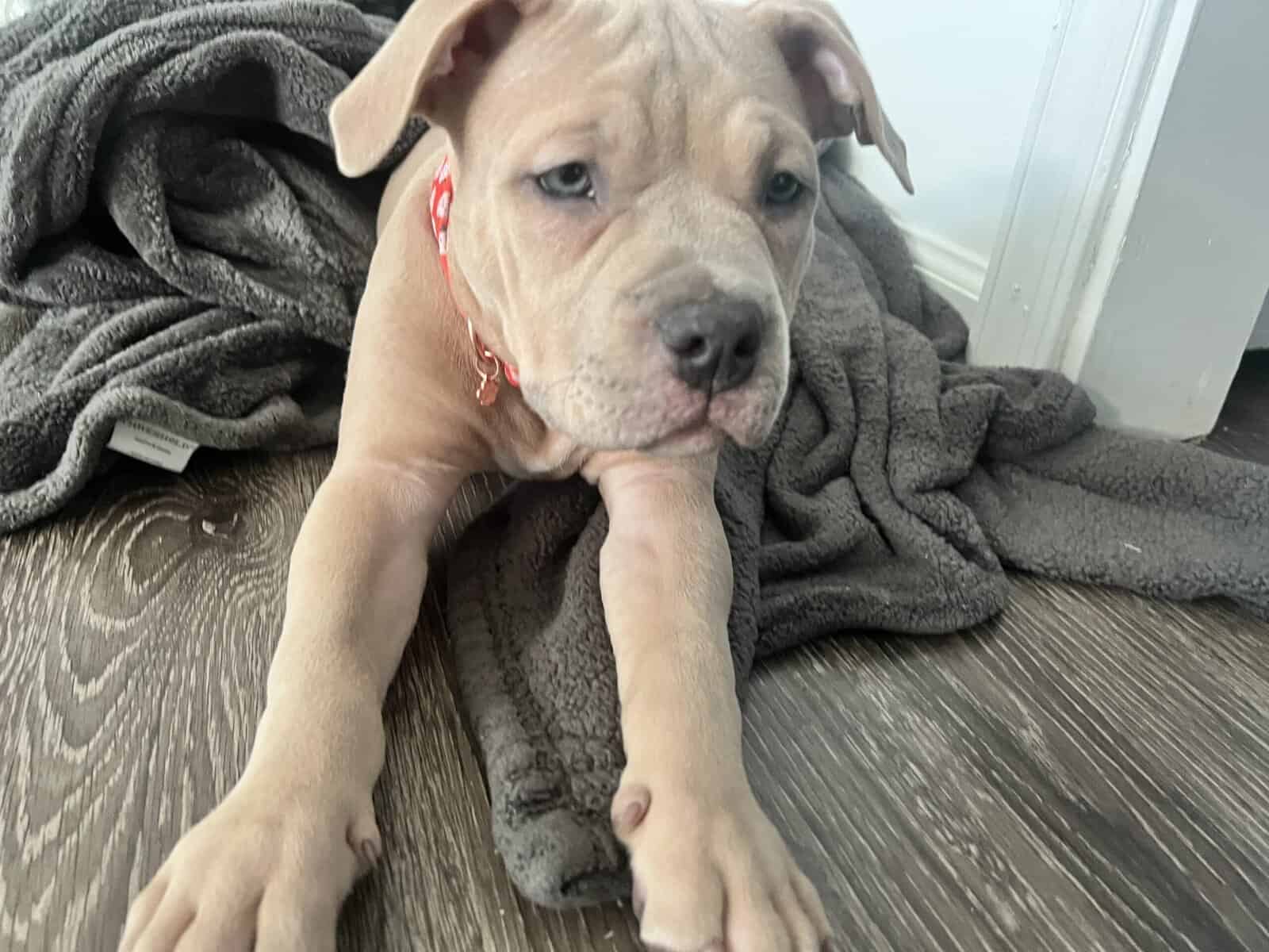 Full Breed American Pocket Bully image 9
