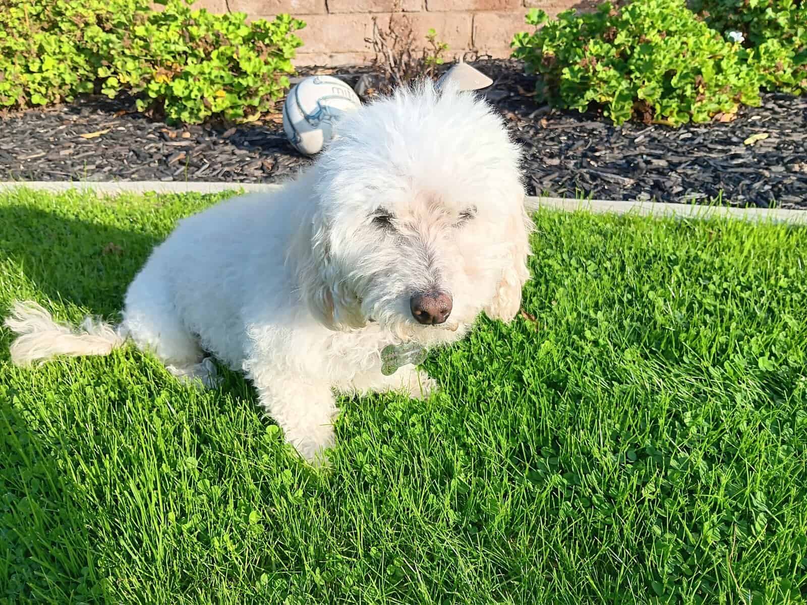 Senior Dog Free to a Good Home image 2