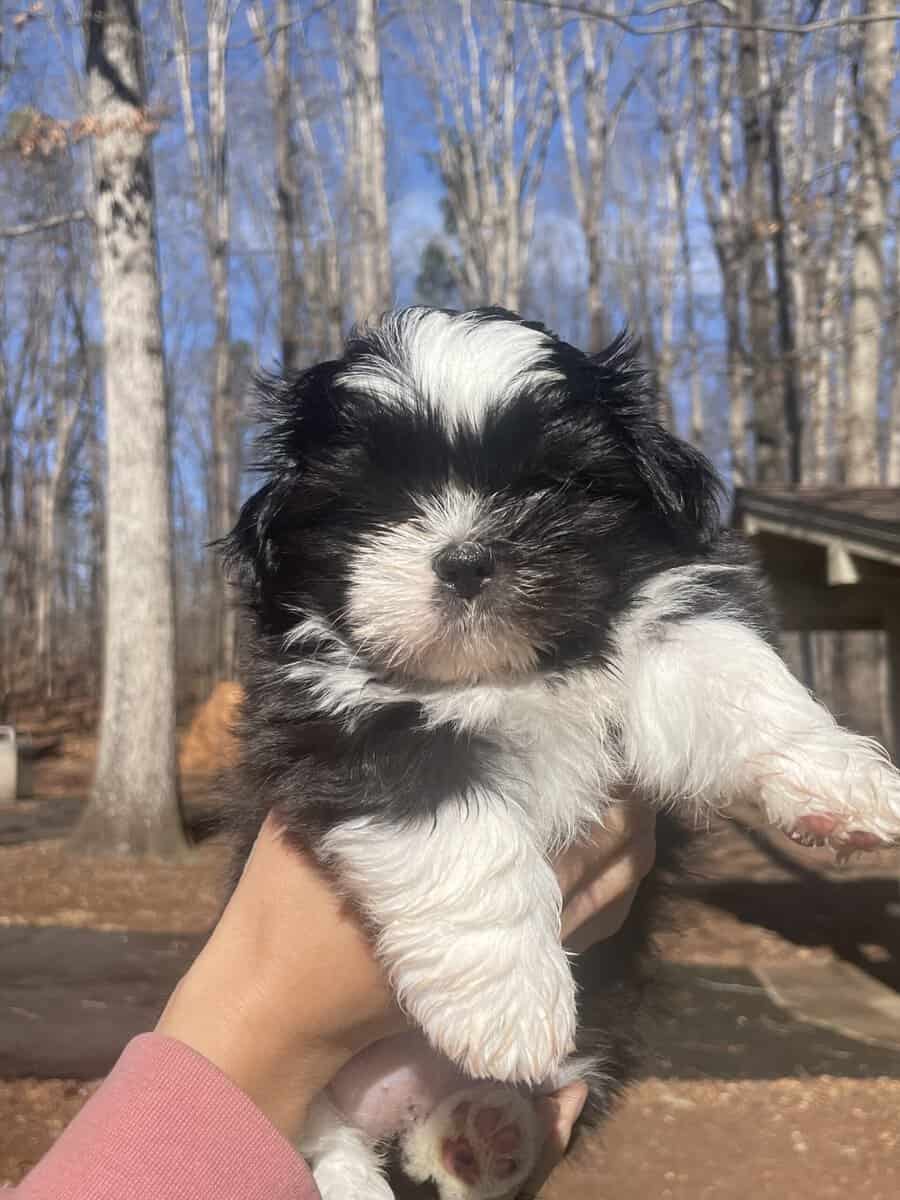 Shih Tzu Pups image 1