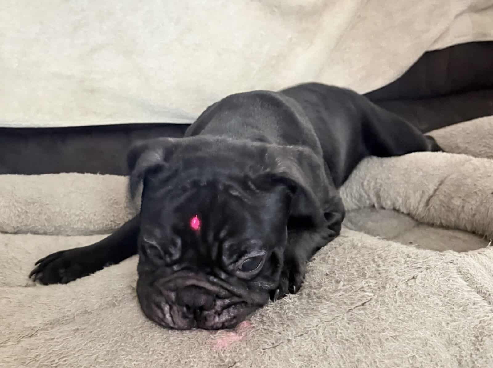 French Bulldog for sale “Gem” image 4