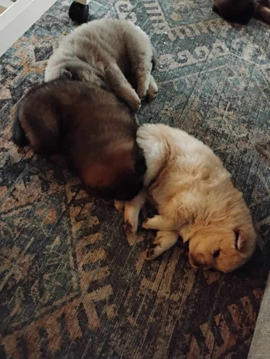 Chow Chow puppies image 5