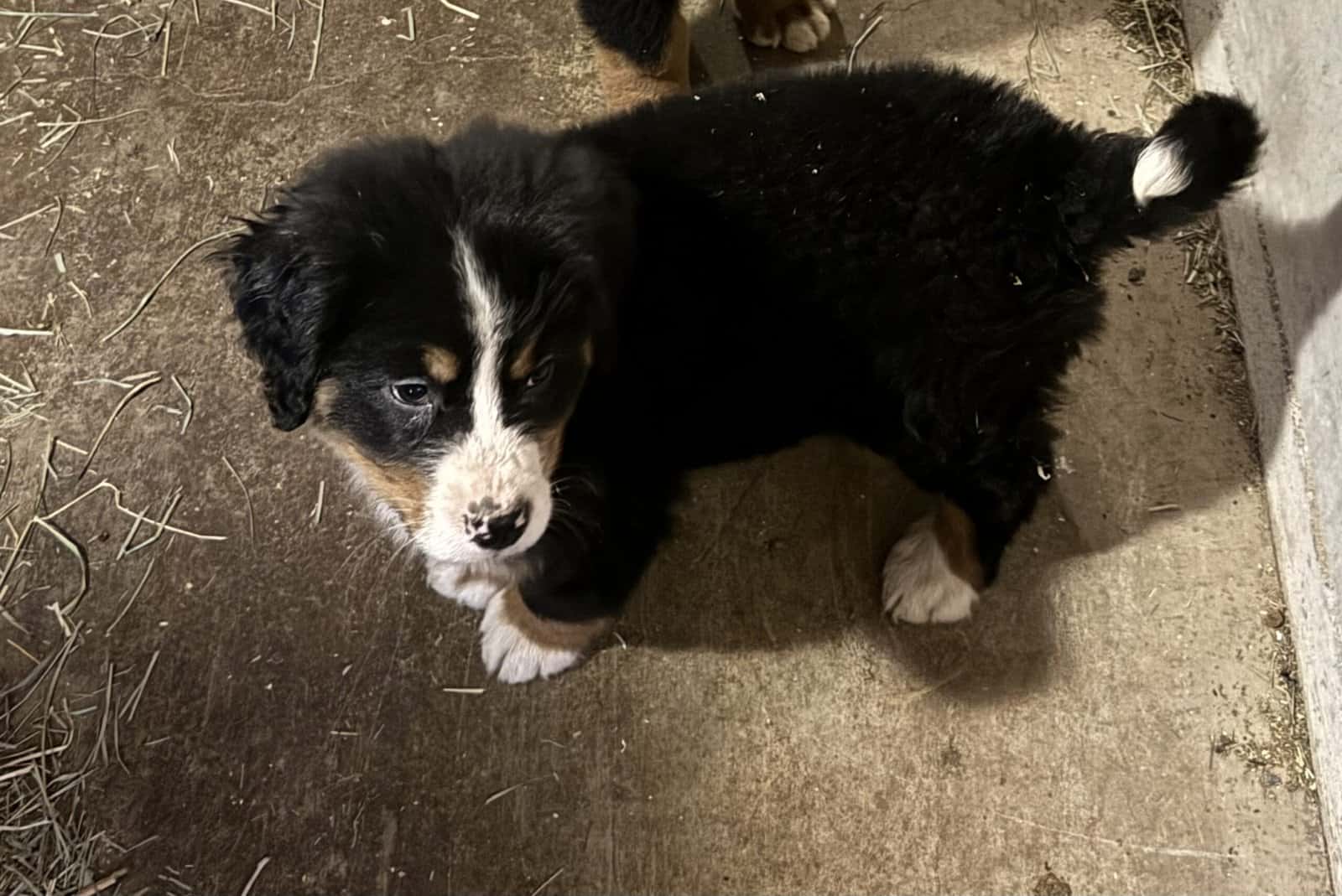 Bernese Mountain Dog Puppy image 1