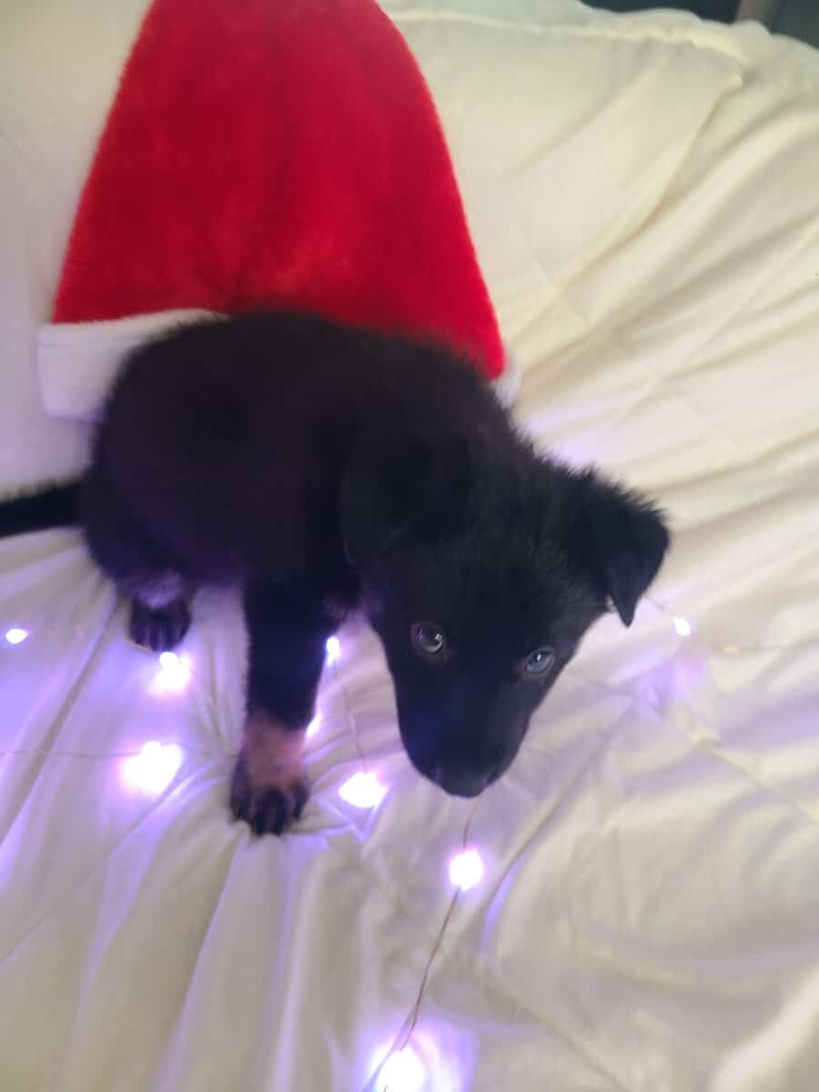 Wolf / German Shepherd Puppy - Midnight Storm image 6