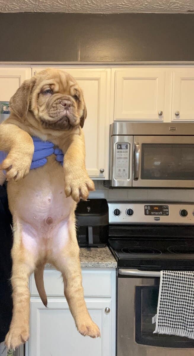 Champ BL/ 8 week old Dogue De Bordeaux pups image 11